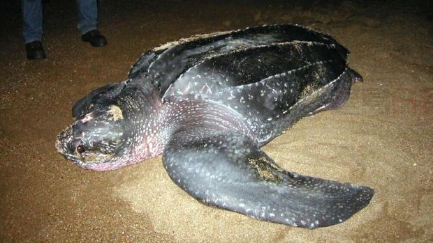 誤吞垃圾袋餓死 頻臨絕種海龜腐尸沖上岸