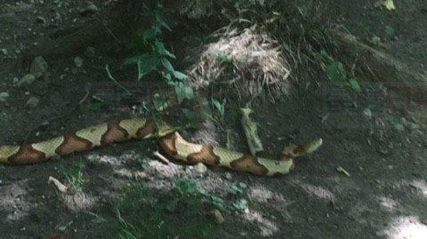 北美南部毒蛇驚現安省 看緊小孩寵物