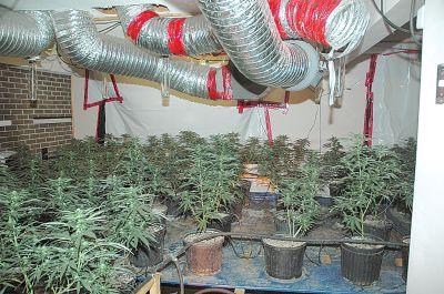 衛生部新規定 病人可自種藥用大麻