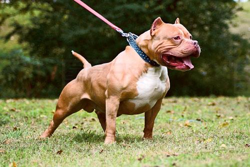 滿地可下個月正式禁鬥牛犬