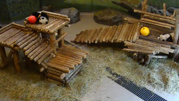 大熊貓直播 網上就看到寶寶生活實態