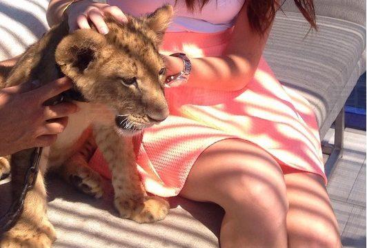 小獅子現高檔餐廳供人撫摸 動物保護組織介入