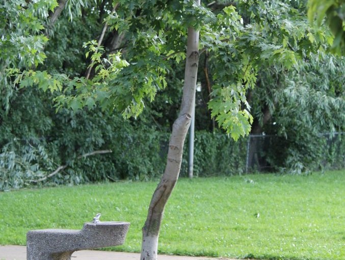 天氣過熱樹葉綠油 賞楓期劇縮