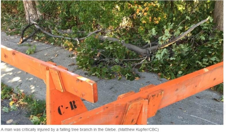 「樹從天降」 6旬老者被砸成重傷