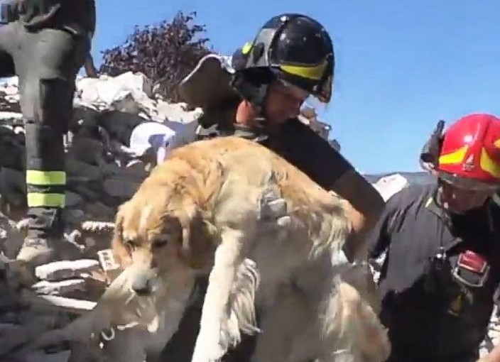 強震遭活埋9日 金毛犬毫髮無傷獲救