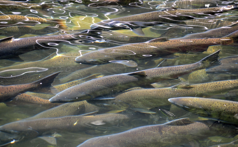 UBC研究警告氣候變化影響捕魚業生計