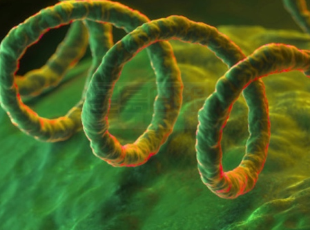 公共健康官:多倫多梅毒病例顯著增加