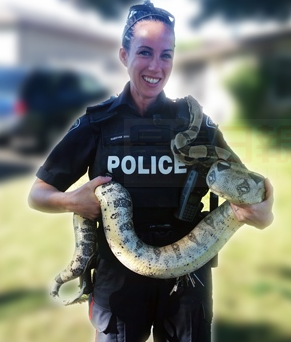 謊稱買蟒蛇不付錢就帶著蛇開走 被警察找到