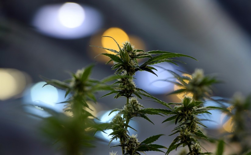 擔心風險 加拿大兩大銀行停做大麻生意