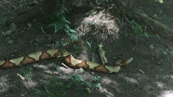 大多地區“遊蕩”毒蛇 已被送往動物園飼養