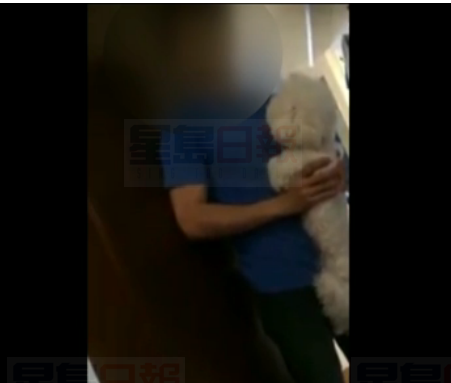 北約克公寓內多次傳慘叫 男子鏡頭前承認打狗