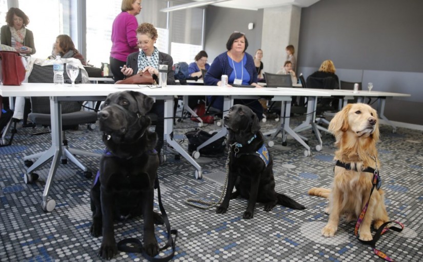 狗狗曾經咬人？主人或很快必須標明其危險性