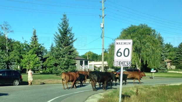 15頭牛悠閒散步 Oakville交通被阻