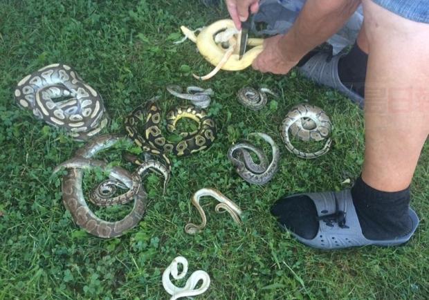 嚇死人！女子早上倒垃圾 十條死蛇躺門口