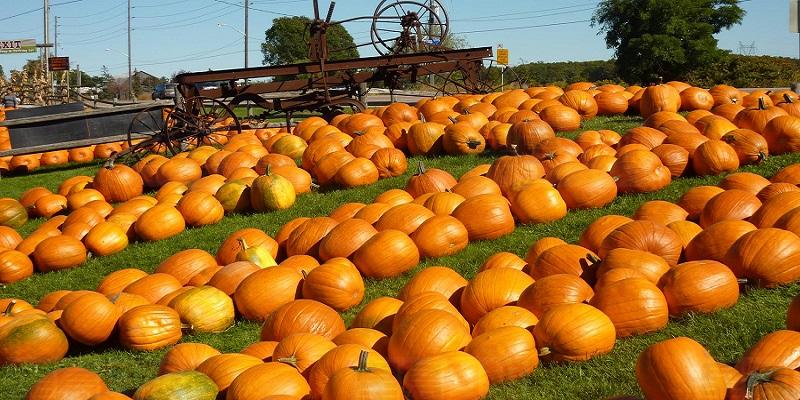 南瓜豐收節