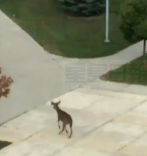 鹿破窗跳進中學教室又跳出 送命