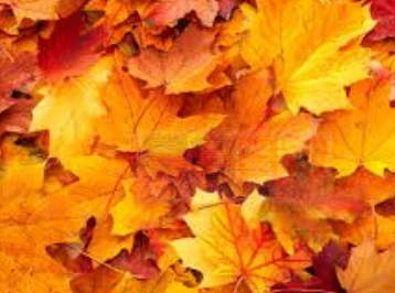 感恩節 哪裡開門哪裡關？