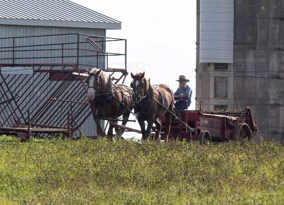 安省阿米什農夫在愛德華王子島建造新樂園