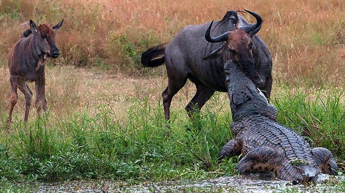 恐龍滅絕以來最嚴重 2020年動物料減67%