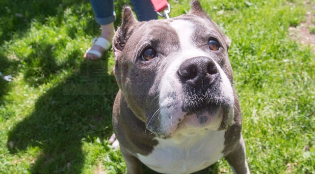 滿地可鬥牛犬禁令被法官暫停實施