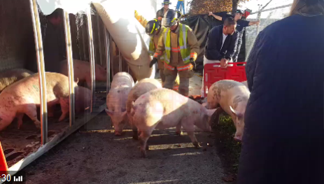 運豬車側翻遍地跑豬 給豬餵水女子又現身抗議