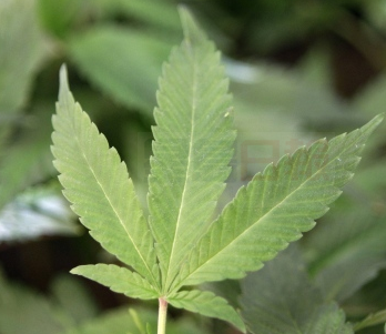 安省差點準吸電子大麻 僅咨詢了兩個人