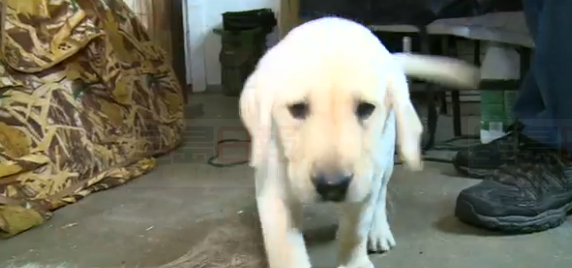 自閉男孩感恩節慘失愛犬 警察獻愛心送新玩伴