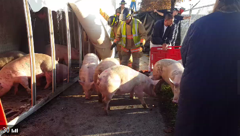 貨車清晨翻車 上百只豬“灑”了一地