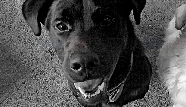 華裔狗主敗訴 咬死同類狗狗被列“危險狗只”