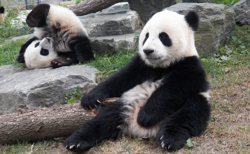 多倫多動物園的熊貓雙胞胎今天1歲大了！