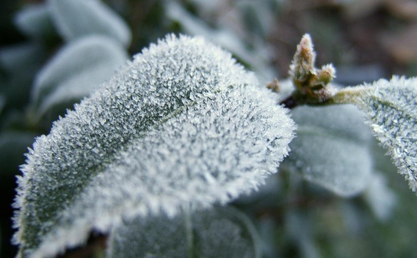 環境部發霜凍警報 大多地區注意保暖