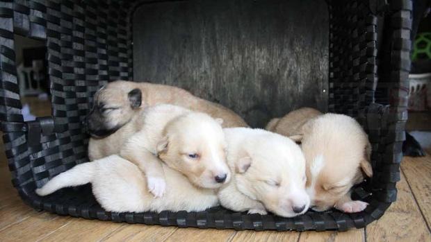 把剛出生狗崽裝垃圾袋拋棄 SPCA尋狠心人