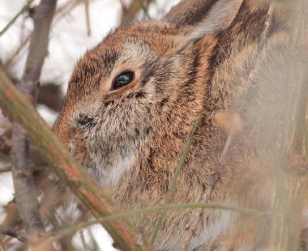 棄養兔子成災 加拿大花3.3萬送100只給美國