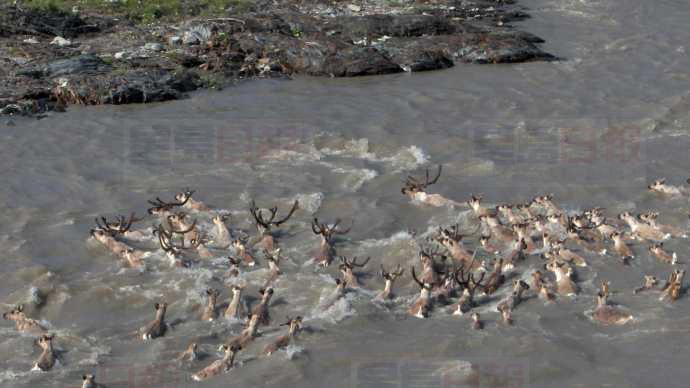 氣候影響大 加國部分馴鹿數量驟跌95%