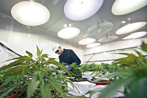 紐省明年開新課 教你如何種大麻