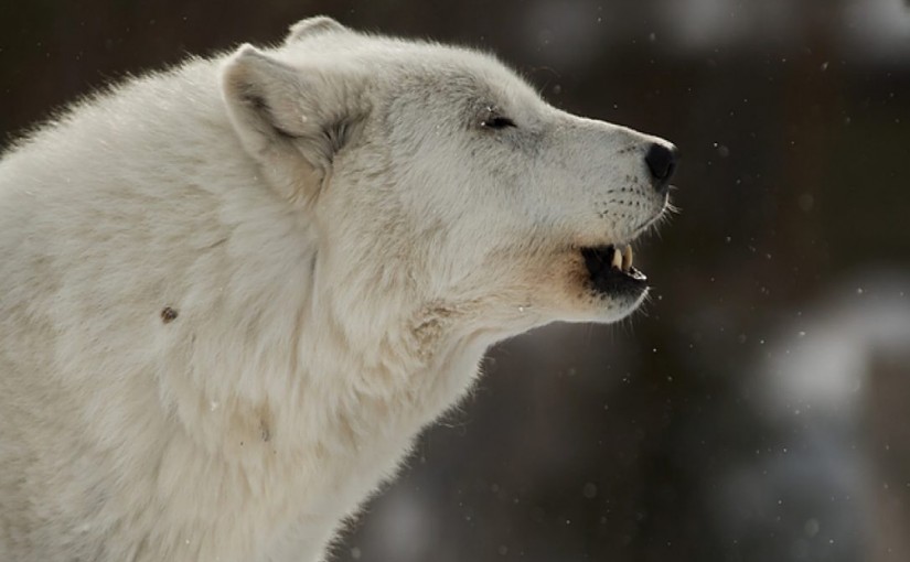 罕見！多隻野狼徘徊 小鎮收“狼活動”警報