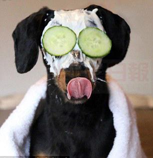 加拿大網紅狗愜意狗生：遠足美甲樣樣不少