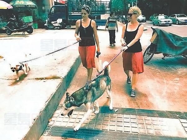 加拿大女孩在中國做職業遛狗人 一次100元