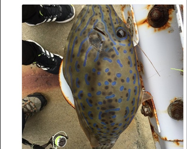 食魚前在網上曬張相 竟然救了網友的命