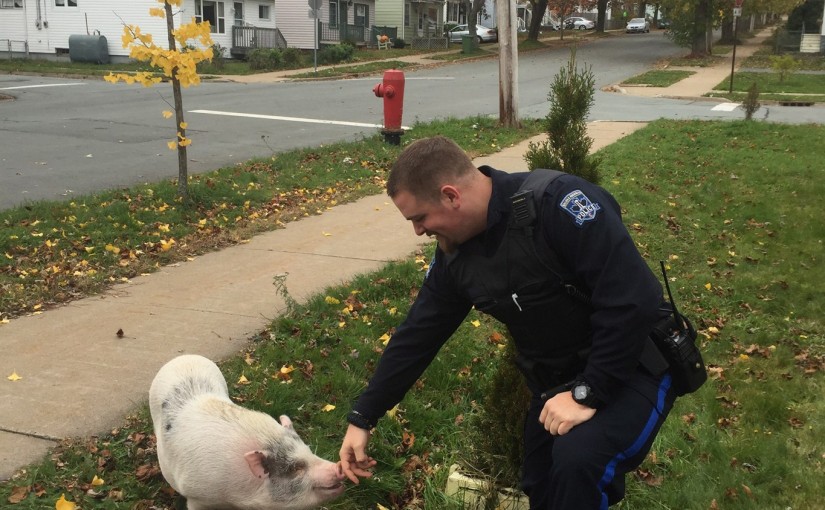 萌豬離家出走 看到警察主動親熱好可愛
