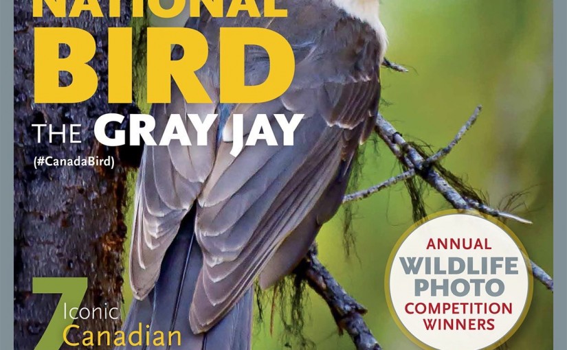 國鳥投票結果出來 很多人覺得莫名其妙