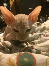 貪便宜二手網買名貓 被騙買了剃光毛家貓