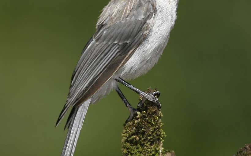 加拿大國鳥今晚揭曉 但還有未知數？