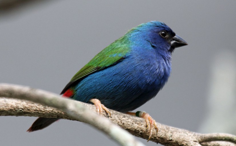 咸美頓盜竊案 34只珍奇鳥類被偷