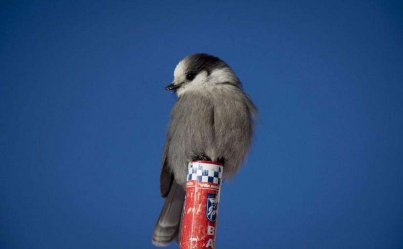 長知識 灰噪鴉的原名竟然是加拿大鴉
