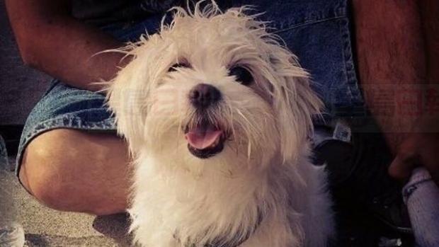 稱帶狗散步被四人截停 對方搶走小狗離開現場