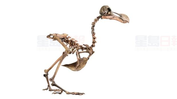 收集渡渡鳥骨頭40年拼完整 倫敦拍賣行叫價超過4萬