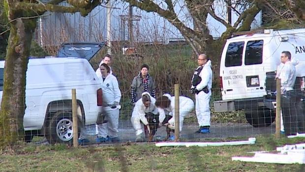 一名動物繁殖場東主被控多項虐畜罪名。