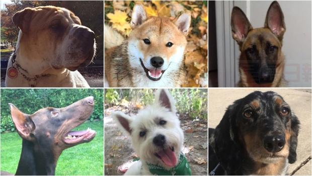 失而復得 狗狗主人重聚：“心又完整了”