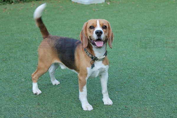 遛狗時記得拴狗鍊！違反者最多可罰五千